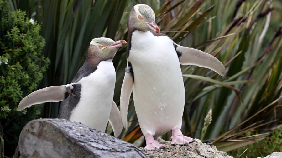 pingüinos Nueva Zelandia