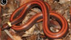 Mira la nueva especie de reptil encontrada en Paraguay