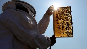 El vuelo del enjambre de abejas - Portal Apícola