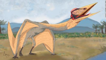Científicos desenterraron el mayor pterosaurio jamás encontrado en Sudamérica.