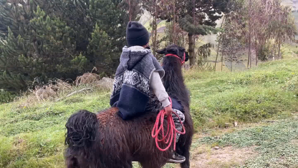 A boy goes to school riding a llama in Ecuador