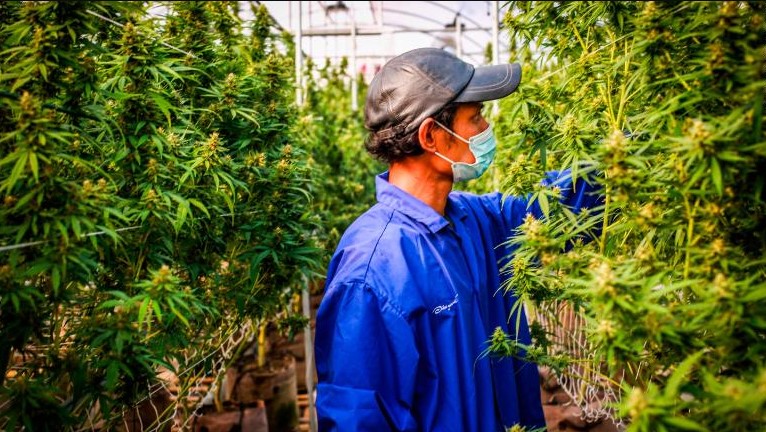 Un trabajador inspecciona las plantas de cannabis en una instalación de marihuana legal en Tailandia.