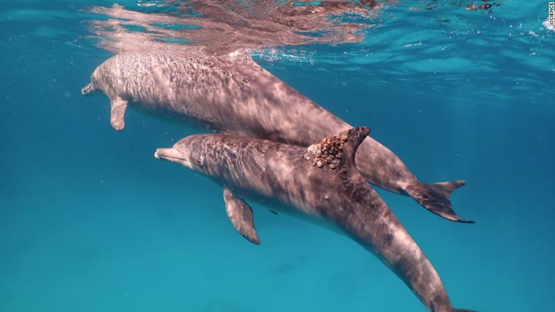 Un delfín con una infección por hongos en su aleta dorsal. Frotar contra ciertos corales puede proteger a los delfines contra problemas en la piel.