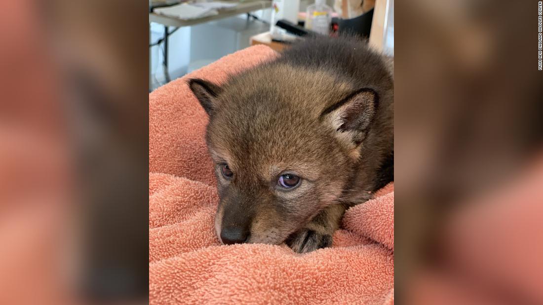 Una familia de Massachusetts llevó a casa una cría de coyote oriental pensando que era un perro callejero.
