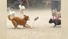 Szczur powoduje chaos w psim parku w Nowym Jorku
