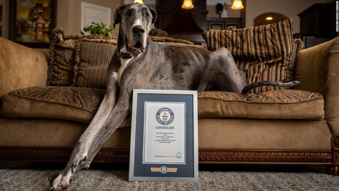 Zeus, un gran danés de Texas, es el perro más alto del mundo