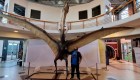 Estos son los restos del “Dragón de la muerte” descubierto en Argentina