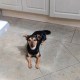 Coco, el cachorro que hará cuarentena por falta de vacunas
