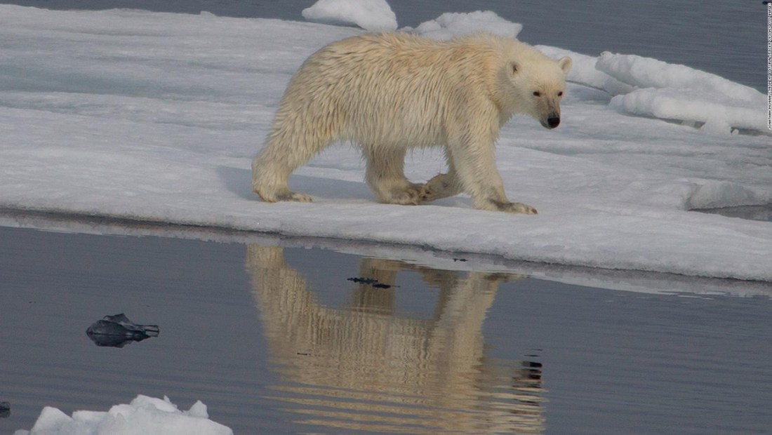 Estudio revela dónde vive singular población de osos polares