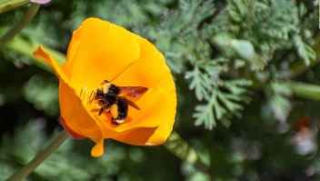 En California, las abejas pueden ser consideradas peces