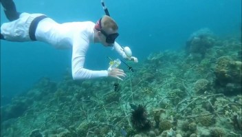 Científicos implementan "hidrófonos" para monitorear los arrecifes de coral
