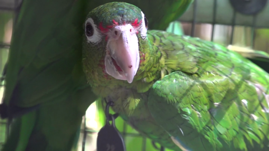 The Puerto Rican parrot reached a record number of population in the wild