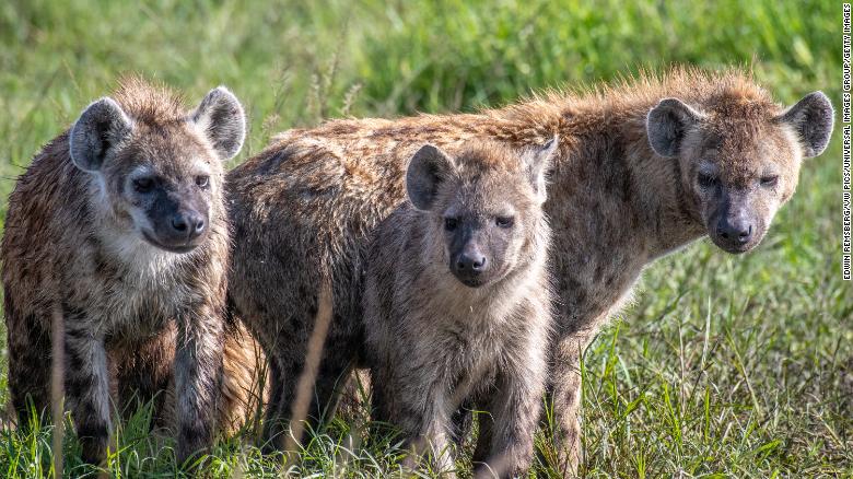 Spotted hyenas, also known as laughing hyenas, are shown in Kenya's Maasai Mara National Reserve.