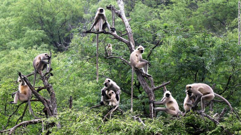 Un grupo de langures se sienta en las ramas de un árbol en Pushkar, en el estado indio de Rajastán, en 2018.
