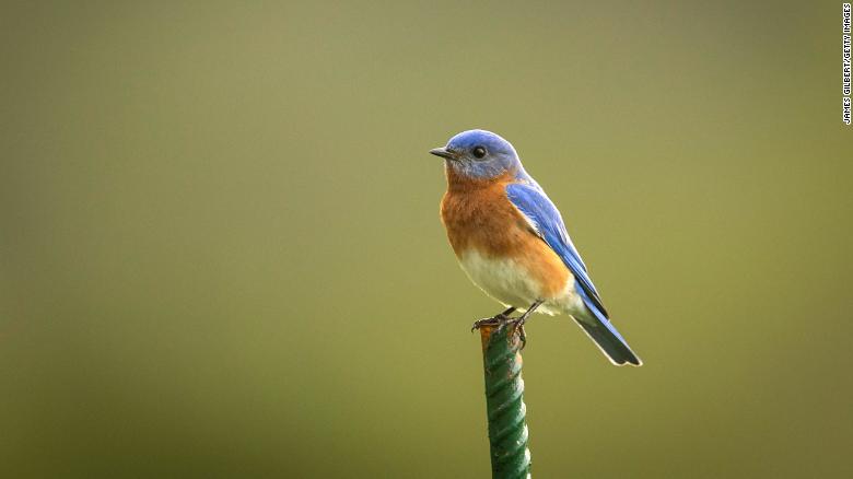 DNA testing of eastern bluebird eggs revealed that a nest of eggs can have many parents.
