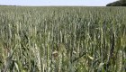 Millones de toneladas de grano siguen sin poder salir de Ucrania