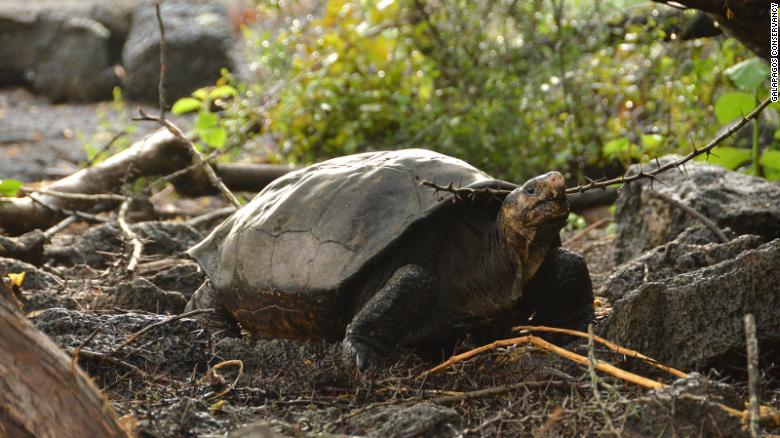 Fernanda es genéticamente distinta de otras especies de tortugas gigantes de las Galápagos.