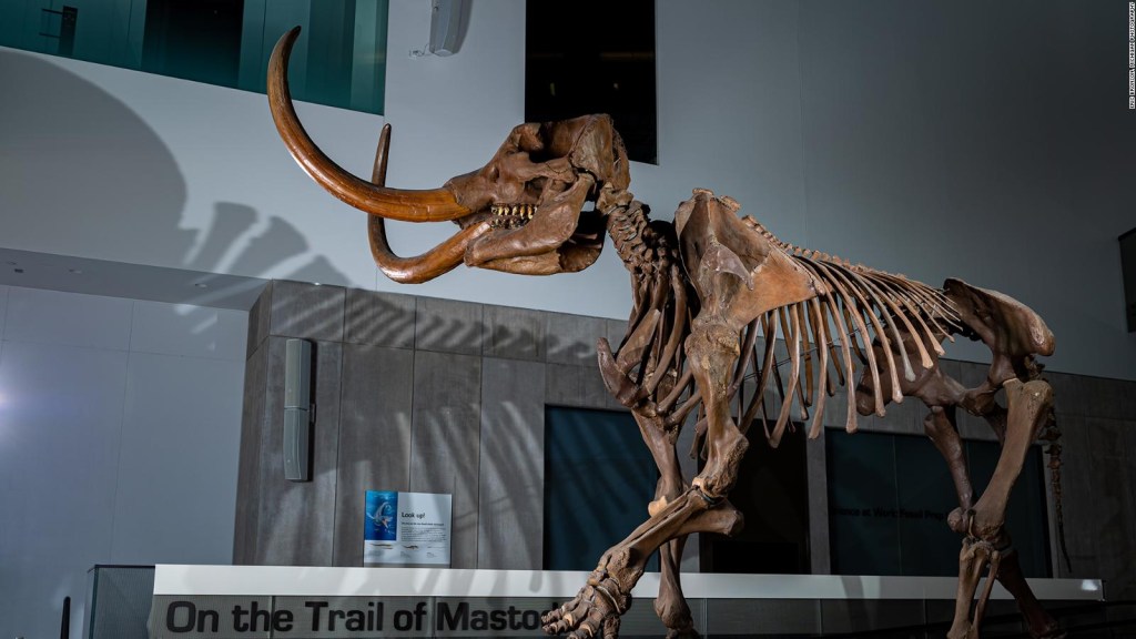 Study reveals the cause of death of a mastodon