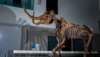 Estudio revela la causa de muerte de un mastodonte