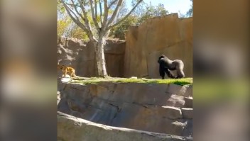 Mira cómo estos gorilas persiguen a un invitado en un zoo