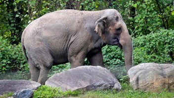 Tribunal de Nueva York: Elefanta Happy no es una persona
