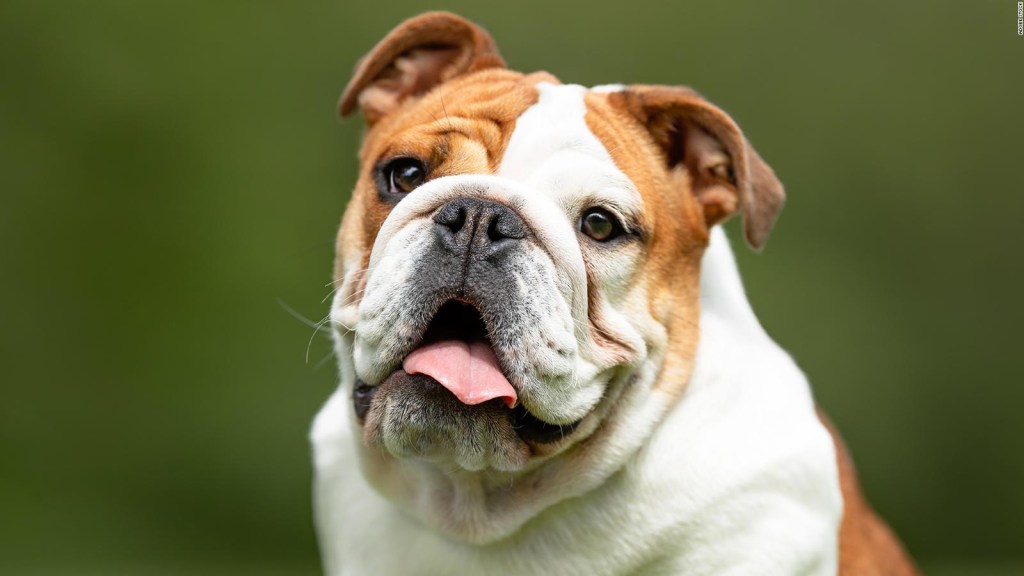 Veterinarios piden no comprar este perro "poco saludable"