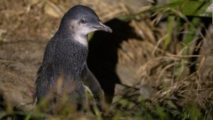 pingüinos Nueva Zelandia