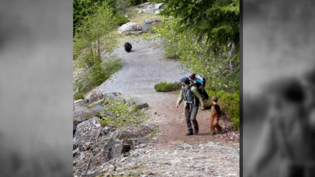 Un Oso Negro Sigue A Una Familia Durante 20 Minutos De Paseo | Video