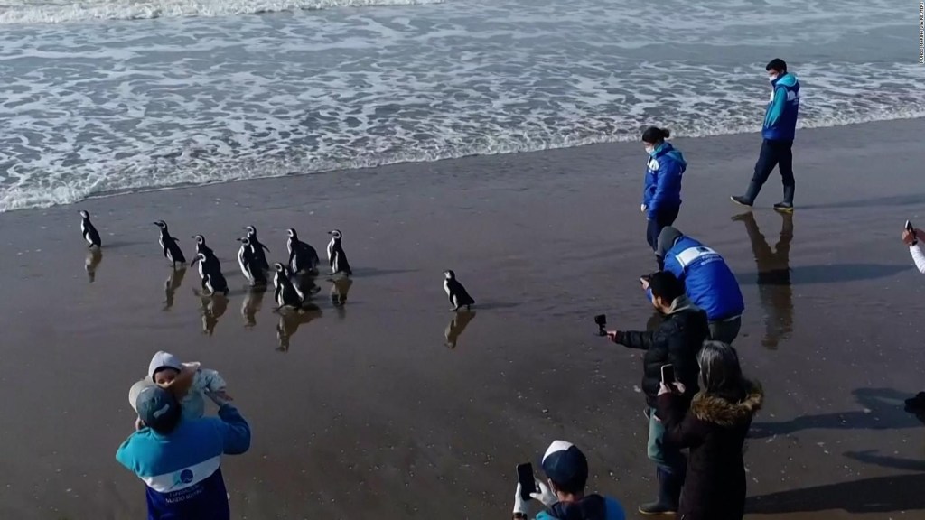 Pingüinos rescatados