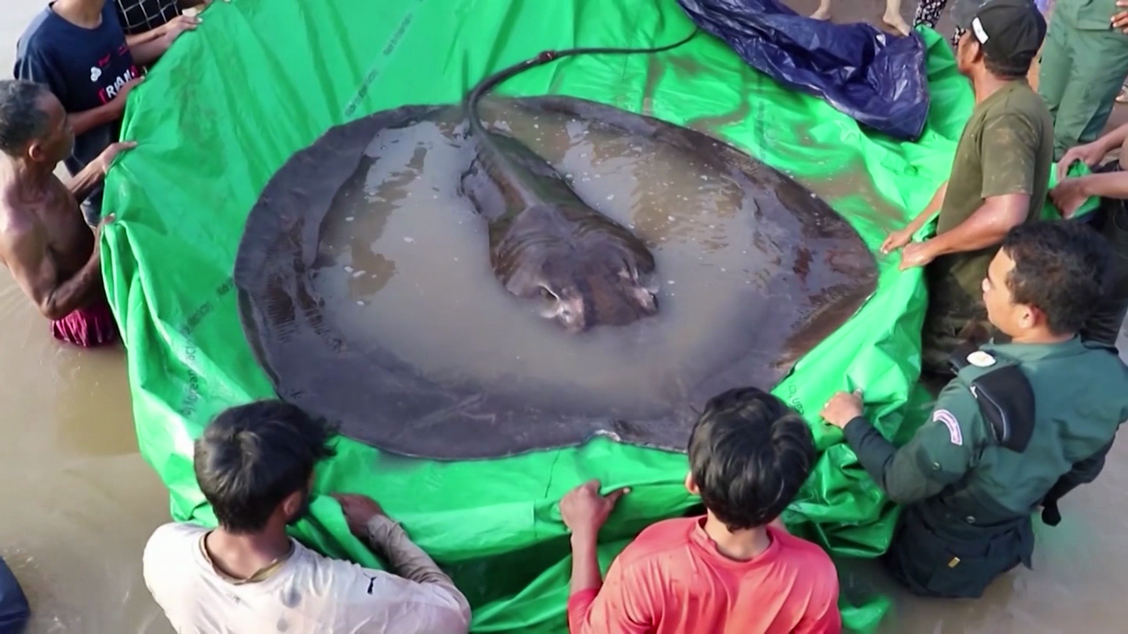 Mira cómo capturan al pez de agua dulce más grande del planeta | Video