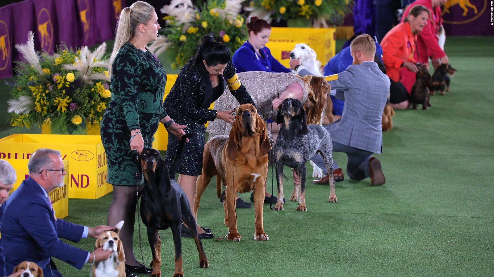 Estos son los finalistas en la Exposición Canina de Westminster de 2022