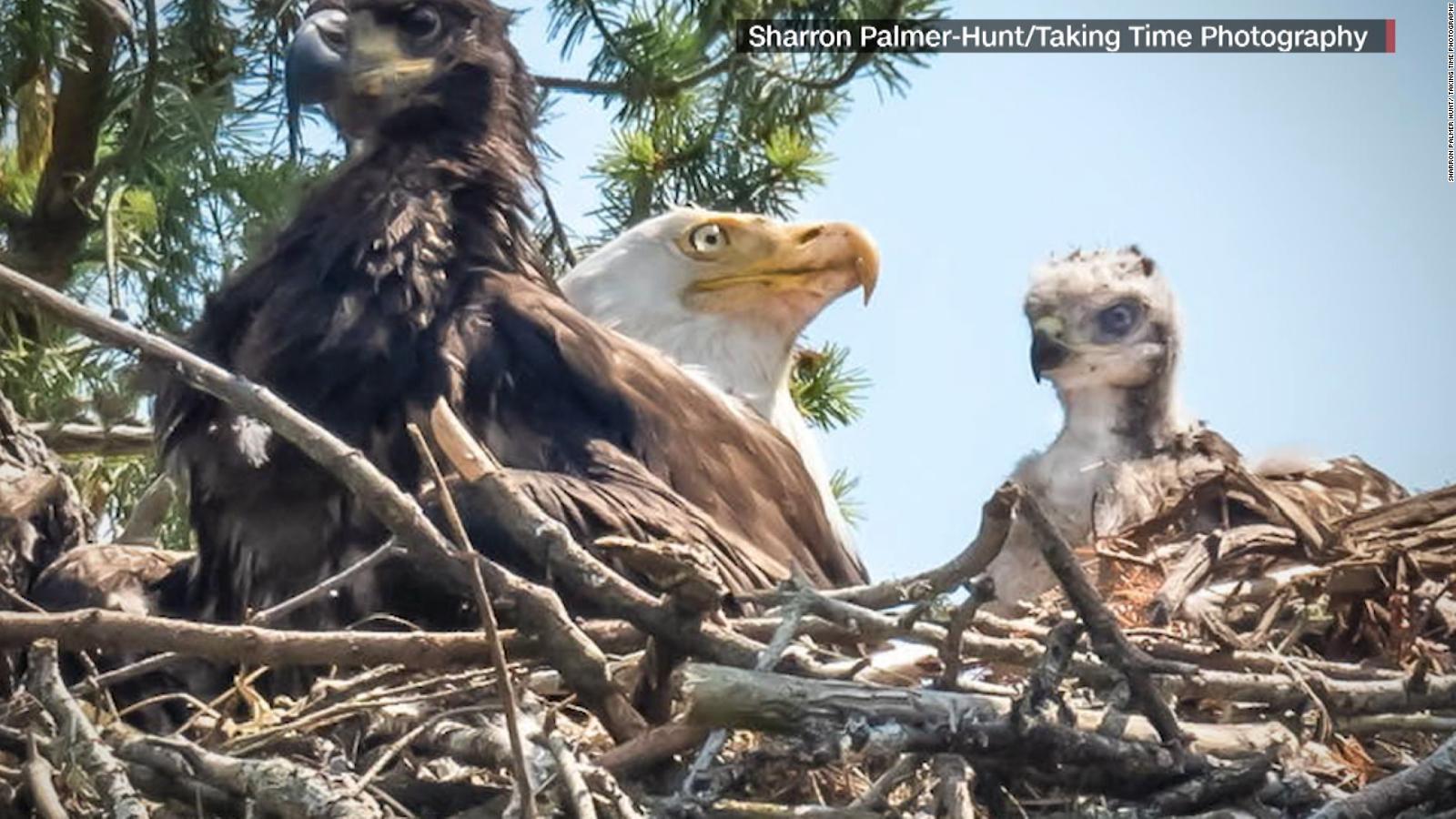 Águilas adoptan halcón bebé que iban a comerse | Video