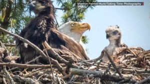 Águilas adoptan halcón bebé que iban a comerse