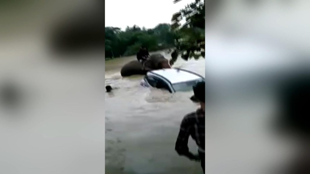 Elefante ayudó a remover automóvil hundido en el agua