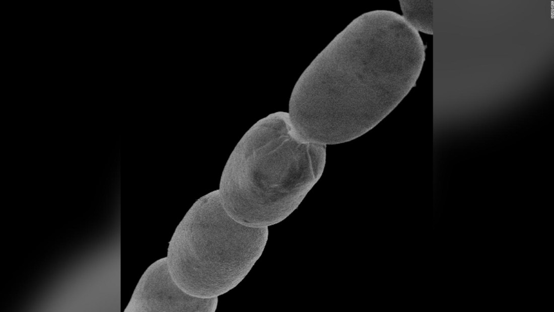 bacteria más larga magnífica