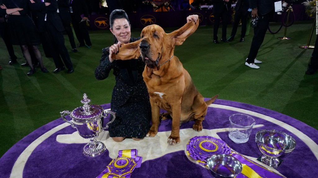 Este sabueso ganó un prestigioso evento canino de EE.UU.
