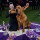 Este sabueso ganó un prestigioso evento canino de EE.UU.