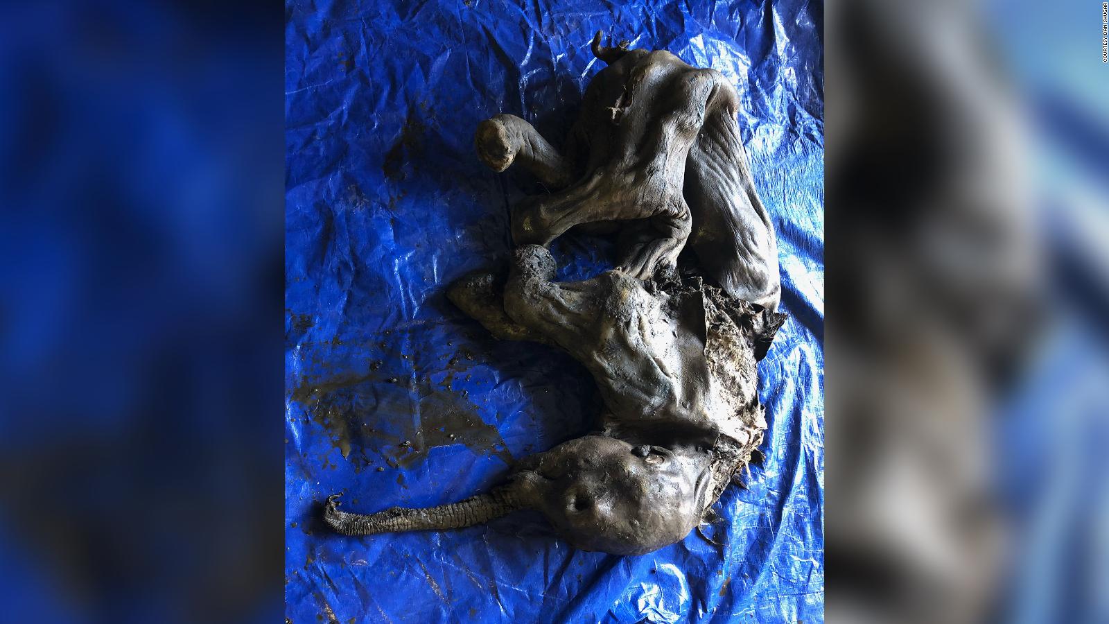 Nearly complete baby mummified woolly mammoth discovered in Canada