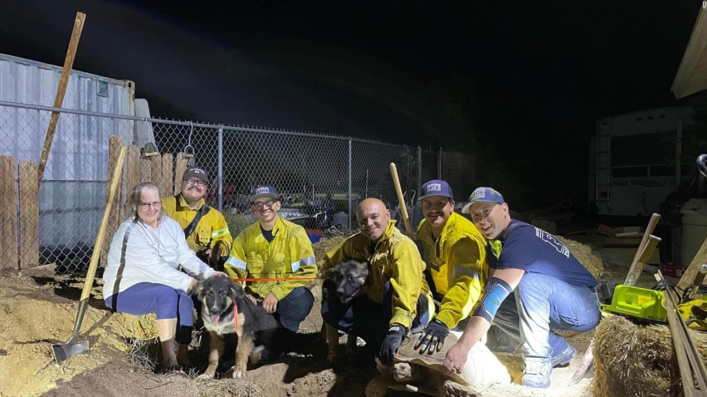 Firefighters rescue two puppies trapped by a turtle