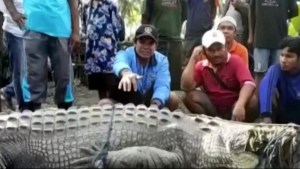 Atrapan a cocodrilo de más de 4 metros con solo una soga