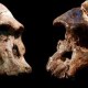 Fósiles humanos de casi 4 millones de años descubiertos en Sudáfrica
