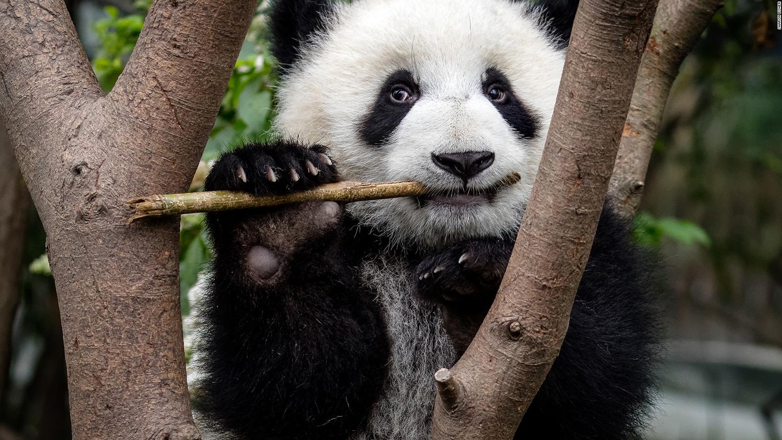 Pobre panda de basura bebé encontrado sin mamá a la vista - Toucan