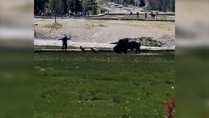 Bisonte ataca a un hombre en el Parque Nacional de Yellowstone