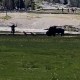 Bisonte ataca a un hombre en el Parque Nacional de Yellowstone