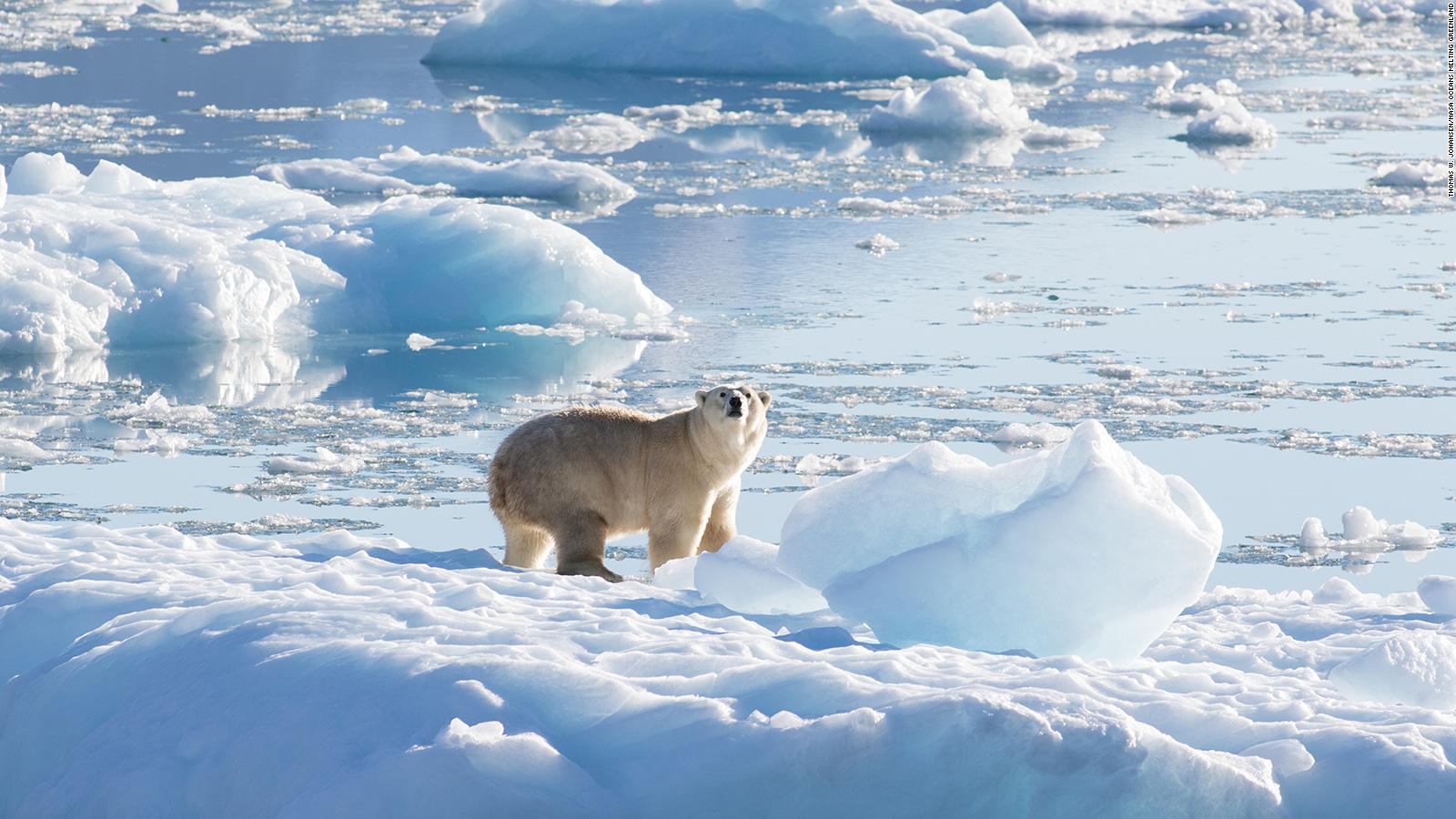 Iniciativa Separación Terminología Población de osos polares documentada recientemente vive en un lugar  sorprendente