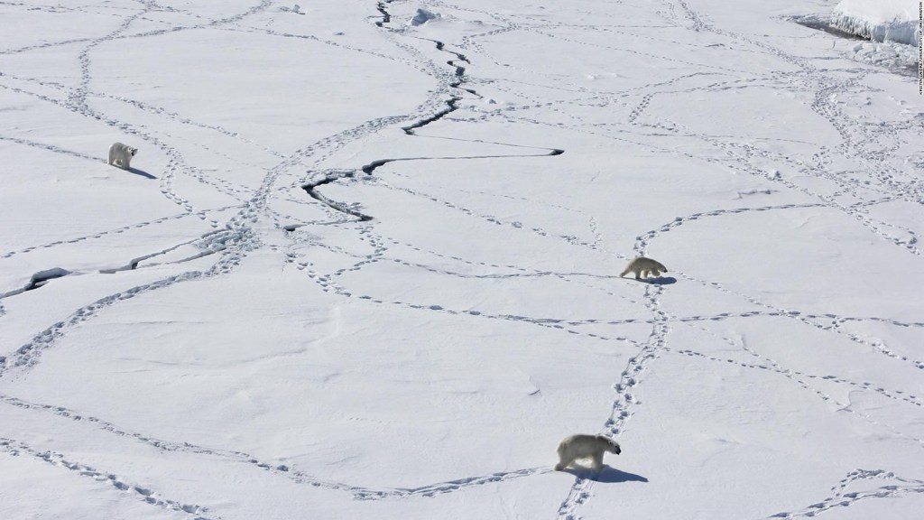 Tres osos polares adultos fotografiados en 2015