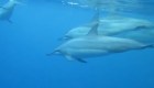 Mueren delfines en el Mar Negro por la guerra entre Ucrania y Rusia