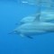Mueren delfines en el Mar Negro por la guerra entre Ucrania y Rusia