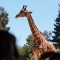 El motivo sexual por el que las jirafas tienen cuello largo