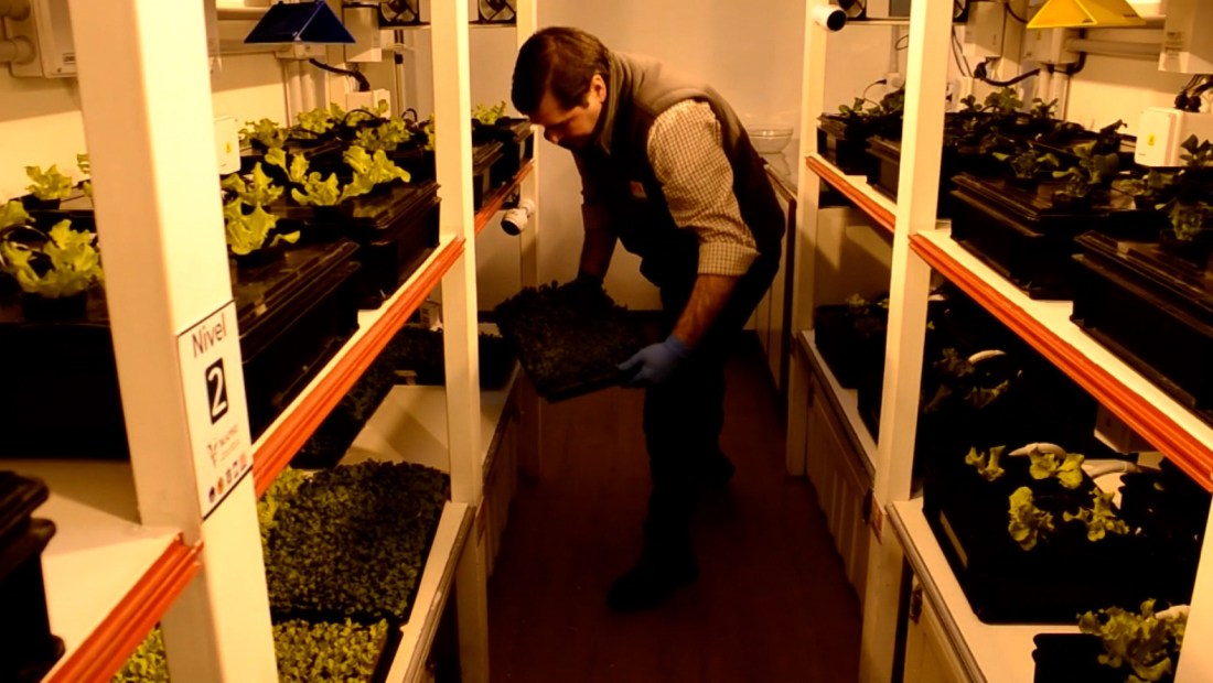 La buena noticia del día: germinan vegetales en la Antártida argentina